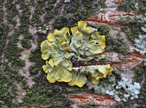 Extreme close up of yellow lichen and green moss on the bark of a tree