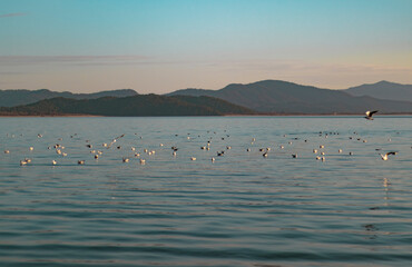 Lots of seagulls on lake. Mountain at back of photo. Copy paste and text space.	