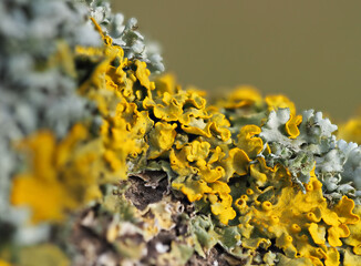 Extreme close up of yellow lichen and green moss on the bark of a tree - Powered by Adobe