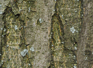 Extreme close up of yellow lichen and green moss on the bark of a tree