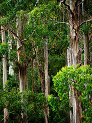 eucalyptus forest in australia