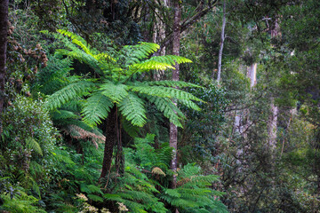 ferns in the forest