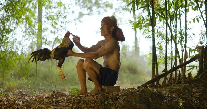 Dolly shot,  Asian senior man, shirtless and turban with loincloth, sitting and touch the mouth of a gamecock. He teases the beautiful gamecock with love.