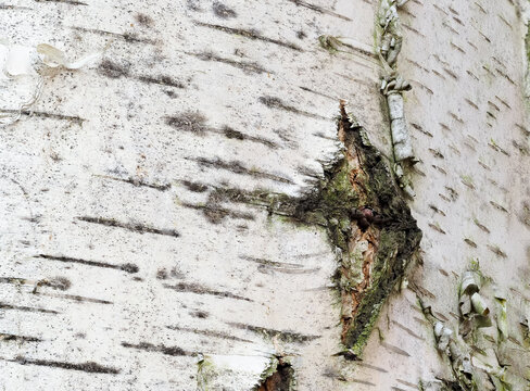 Extreme close-up of birch bark. Detail of tree trunk.