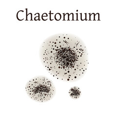Chaetomium mold vector illustration isolated on white background.