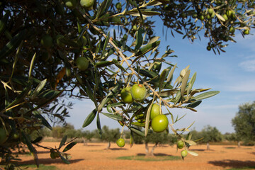 Aceitunas y ramas de olivo en el olivar - obrazy, fototapety, plakaty