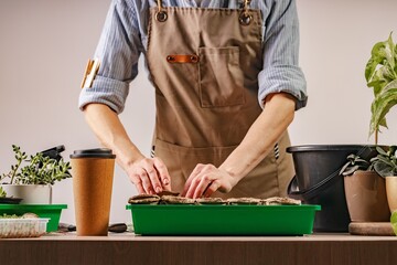 Process of preparation prepended seedlings for the new season. Unrecognizable person. Home gardening concept. Domestic life and hobbies