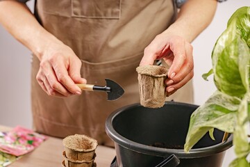 Women's hands fill peat pots for plants with soil. Process of preparation prepended seedlings for...
