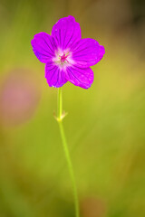 Wild meadow blood geranium isolated on blurred green background. High quality photo.