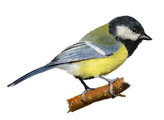 Realistic hand drawn europe song bird. Great tit bird close up image. Garden, park, forest tiny avian sits on the branch on white background.