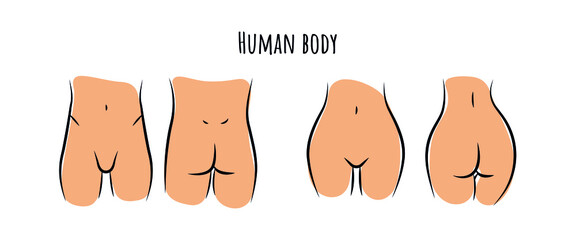 Human body anatomy flat illustration. Front view and back view. Female and male fertility. Reproductive age. Vector 