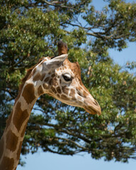 Close-up of a Giraffe face