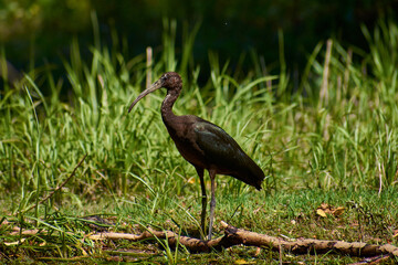 glossy iIbis in the natural habitat (Plegadis falcinellus)