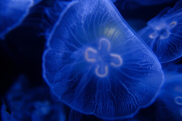 jelly fish in the water