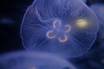 jellyfish in aquarium