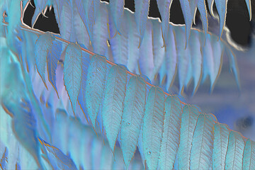 Blue leaves on branch or icicles X-ray art design.