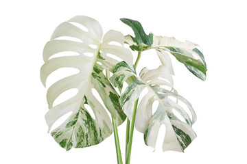 Variegated Monstera Plant Isolated on White Background with Clip - obrazy, fototapety, plakaty