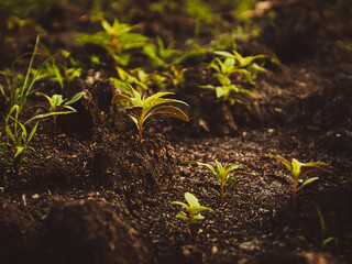 Young plant growing from soil, closeup. Ecology and plant care. New life concept -