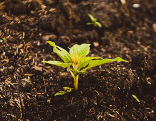Young plant growing from soil, closeup. Ecology and plant care. New life concept -