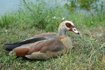 Goose lies on the grass