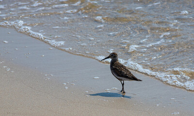 A Dunlin is walking on the beach. Also known as a Red-backed Sandpiper