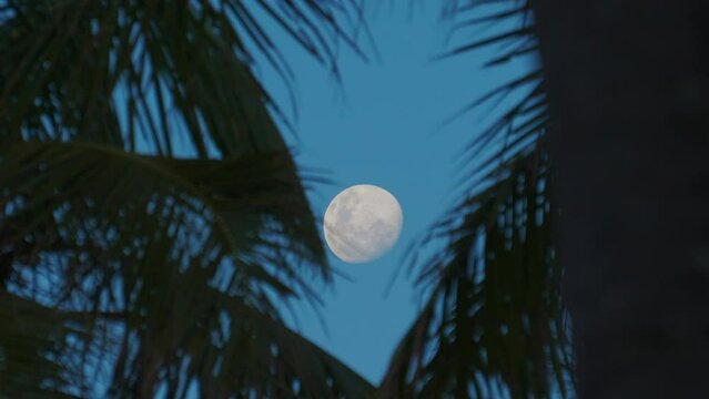 The waning gibbous moon seen between palm tree fronds blowing in a gentle tropical breeze