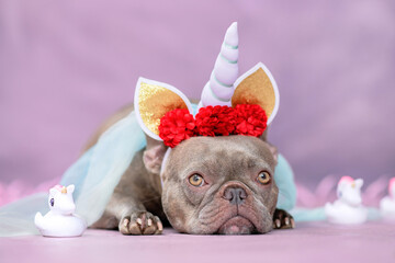 Adorable French Bulldog dog with unicorn costume headband with horn, flowers and veil lying down...