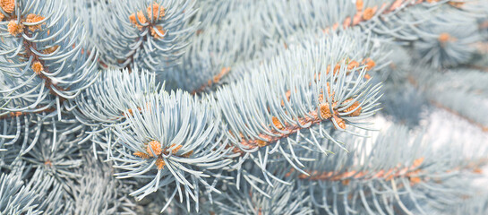 Naklejka na ściany i meble Banner natural background with silver spruce (Picea pungens) Close-up in natural sunlight. Nature concept for design