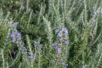 Obraz premium fresh blooming rosemary in the garden 