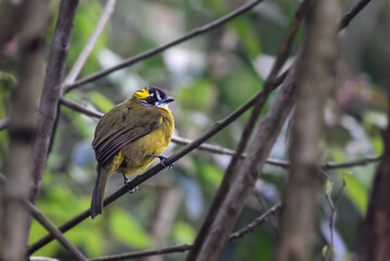 Yellow-eared Bulbul - Pycnonotus penicillatus, beautiful colored perching bird endemic to Sri Lanka highlands.