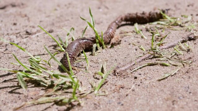 Earthworm Crawls on Wet Sand by Grass in Rays the Sunlight. Lumbricus terrestris, a common European earthworm wriggles, loosens ground. The skin of worm flickers reflects glare of sun. Summertime. 4K.