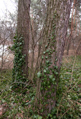 trees in the woods