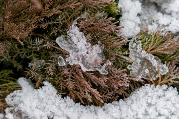 frost on the branches