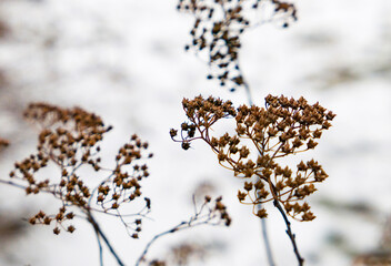 snow covered branches of a plant