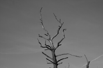 Landscape of old lonely withered tree, balc and white picture, dried tree branches.