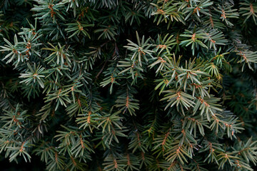 close up of pine needles