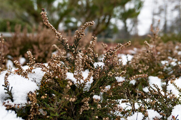 flowers in the forest in the snow