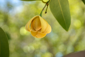 Melodorum fruticosum leaf and yellow flower on blurred background.Fragrant flowers.White cheesewood, Devil tree, Flowers in Sisaket Province,Thailand