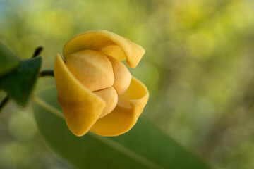 Melodorum fruticosum leaf and yellow flower on blurred background.Fragrant flowers.White cheesewood, Devil tree, Flowers in Sisaket Province,Thailand