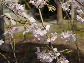 桜