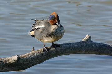 Male Eurasian Teal (Anas crecca)