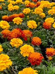 Beautiful orange Marigold flowers, amazing spring flowers of marigold bush, spring flora and flora at plantation.	