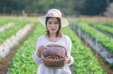An Asian woman in a hat and white dress stands in the middle of a strawberry garden holding a basket of strawberries.