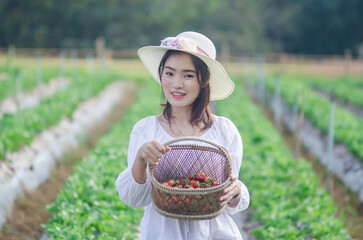An Asian woman in a hat and white dress stands in the middle of a strawberry garden holding a basket of strawberries.