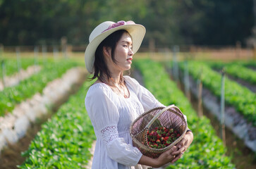 An Asian woman in a hat and white dress stands in the middle of a strawberry garden holding a basket of strawberries.
