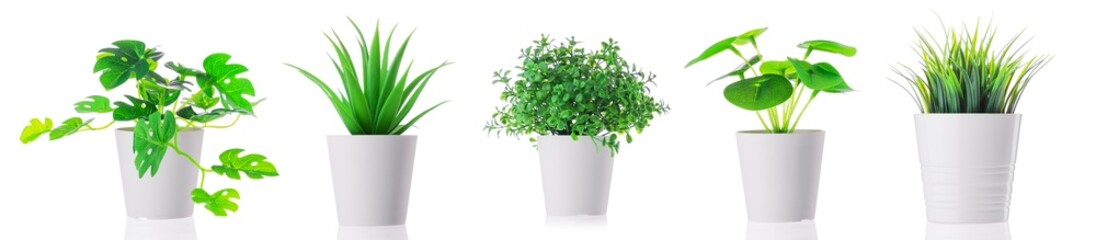Set of Green plant in a pot at home. Artificial flower vase decoration