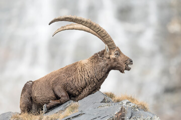 Ibex mountain on the rock (Capra ibex)