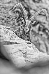 Look at my eyes, fine art portrait of Alpine ibex male (Capra ibex)