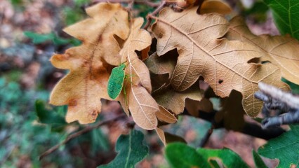 fallen autumn leaves