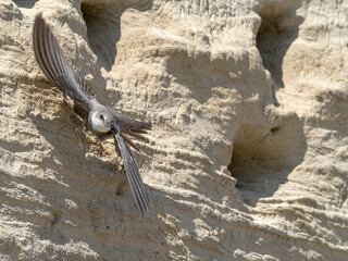 Sand Martin
